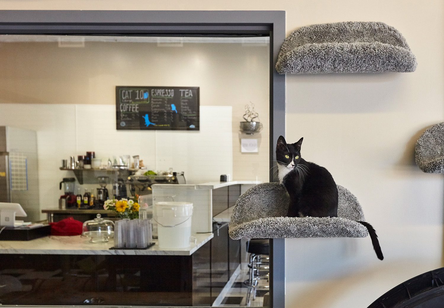 Cat Cafe - Cafe Meow